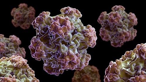 human papilloma virus