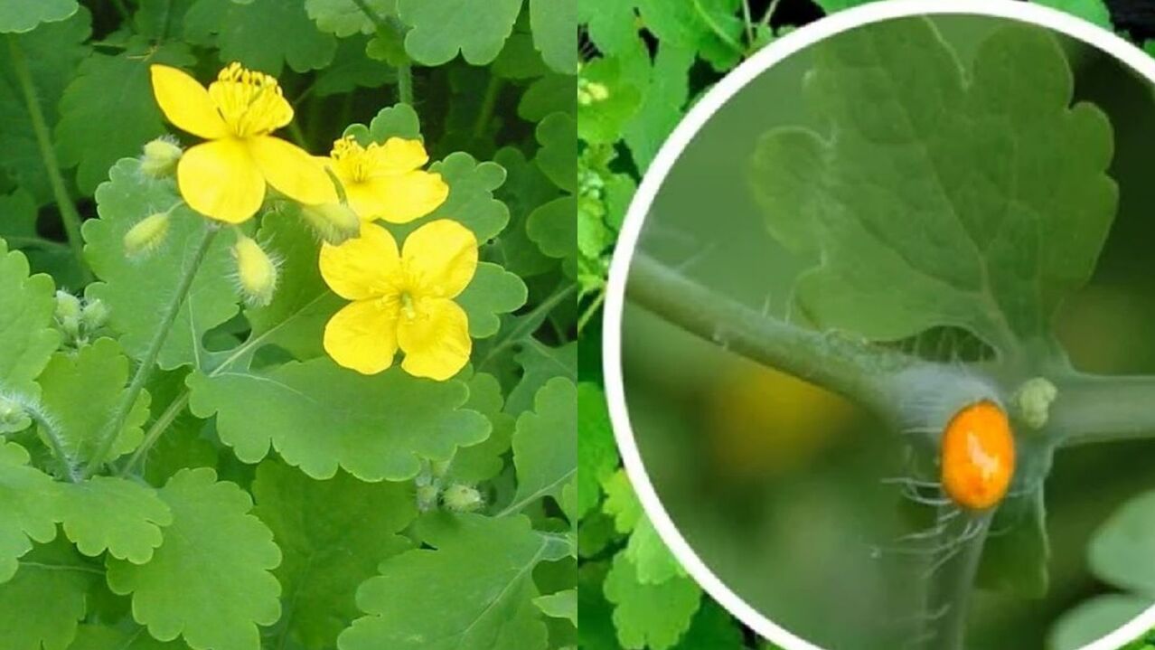 celandine against warts