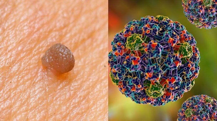 Routes of HPV transmission